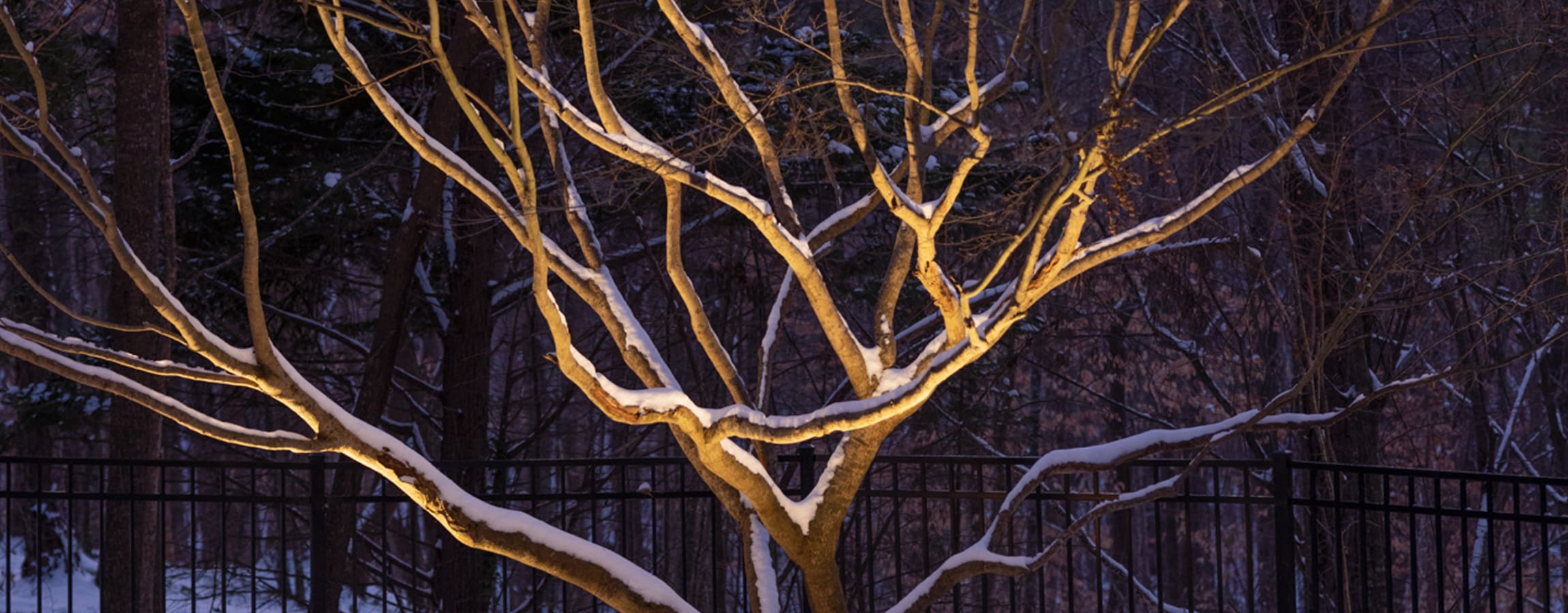Winter is Here! Cold Weather Bulb Maintenance